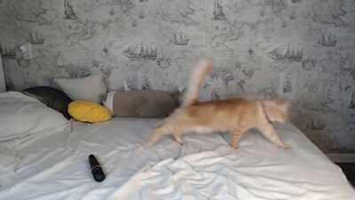 AlliceV nude pussy Live Sex Chat & Recorded Videos